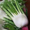 New Season Peninsula Fennel